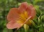 Campsis radicans